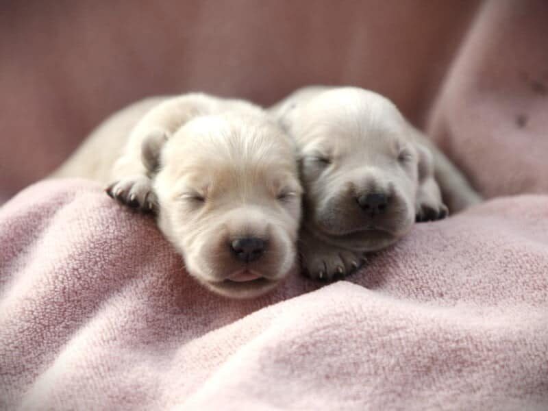 Prince-Sally Golden Retriever image