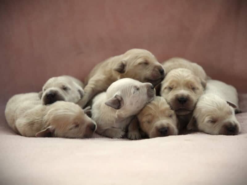 Prince-Sally Golden Retriever image