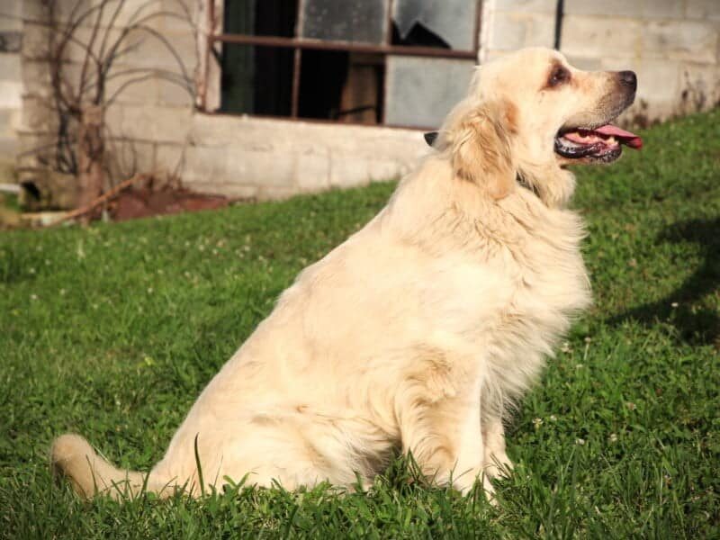 Prince, our Golden Retriever sire in Kentucky.