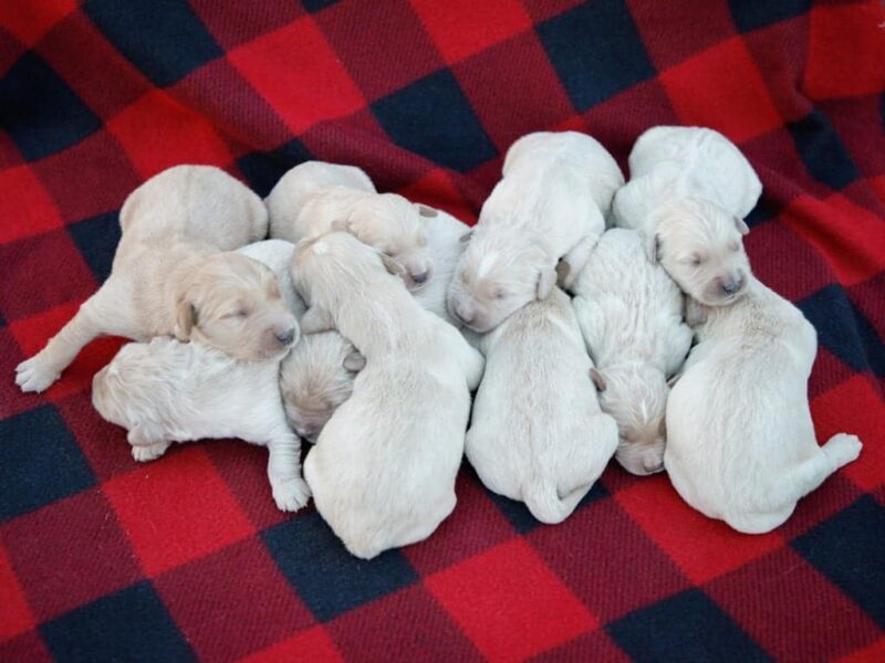 Yapper-Molly Golden Retriever image