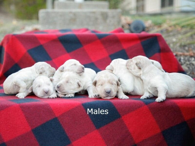 Yapper-Molly Golden Retriever image