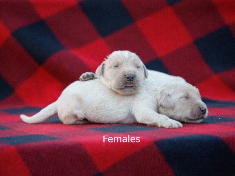 Yapper-Molly Golden Retriever image