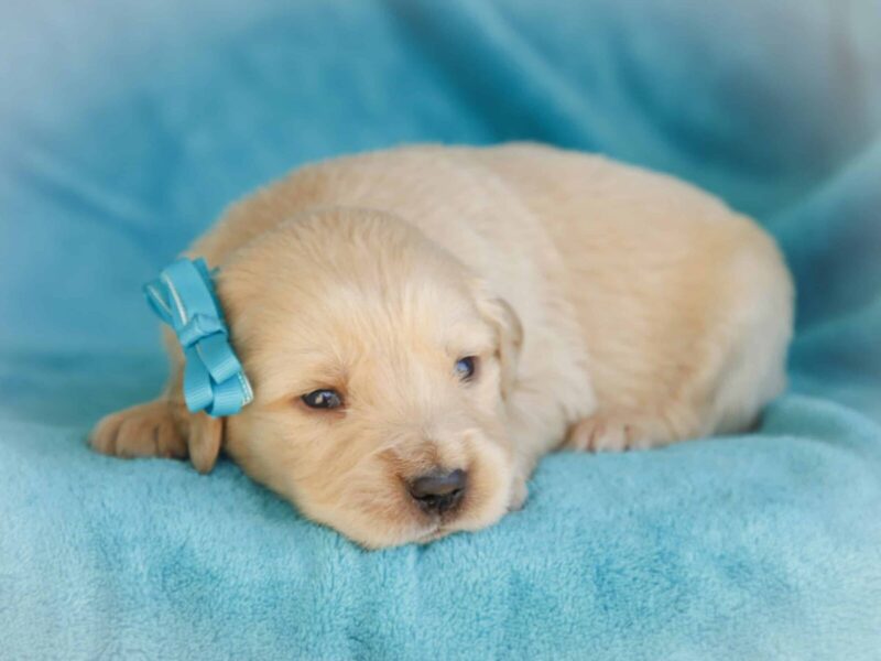 Mackay, a cream Golden Retriever puppy in Kentucky.