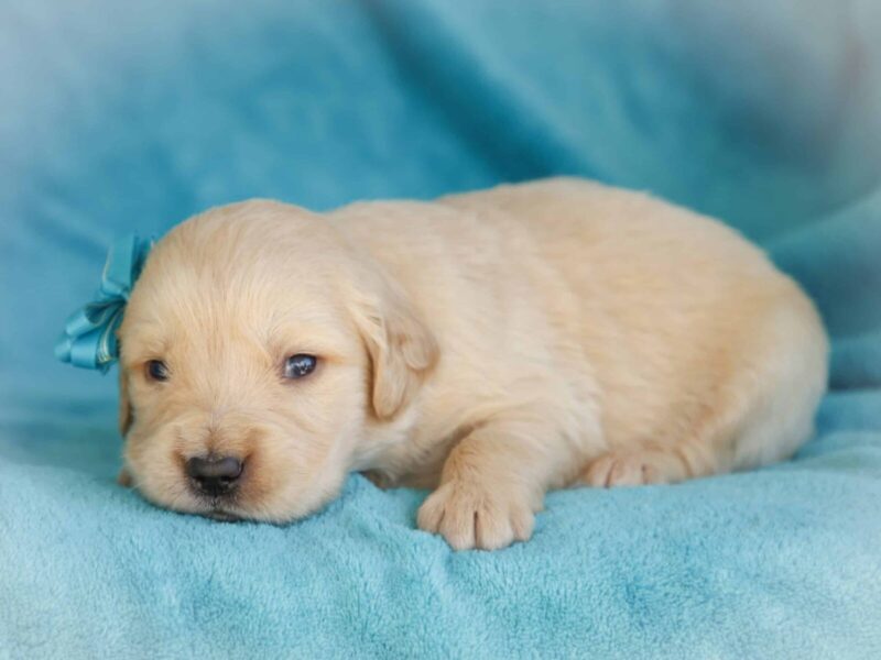 Mackay, a cream Golden Retriever puppy in Kentucky.