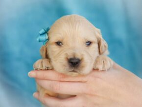 Mackay at Golden Run Puppies
