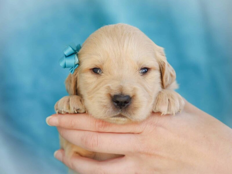 Mackay, a cream Golden Retriever puppy in Kentucky.