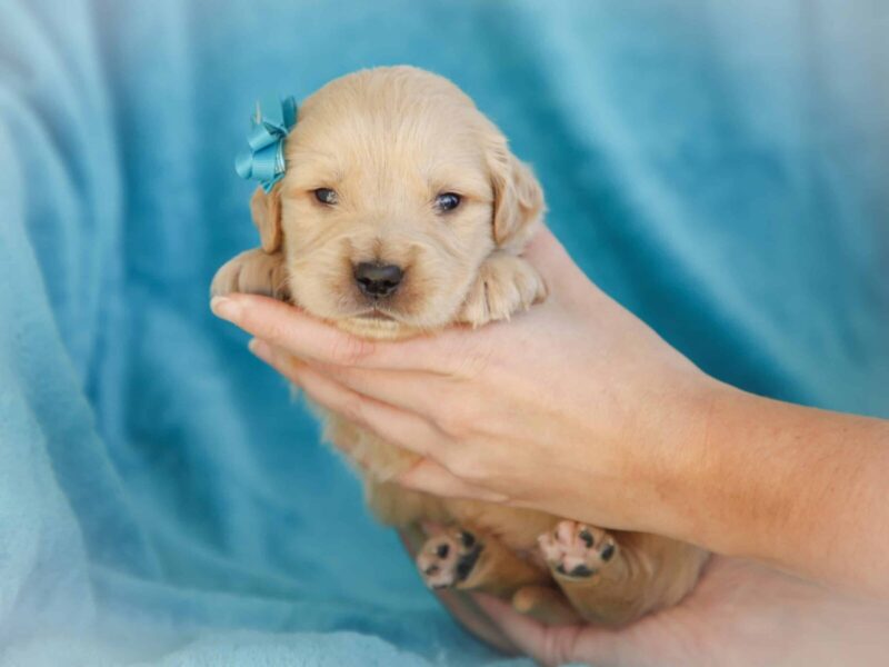 Mackay, a cream Golden Retriever puppy in Kentucky.