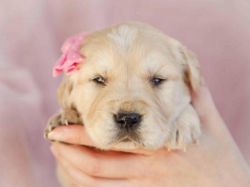 Mada, a cream Golden Retriever puppy in Kentucky.