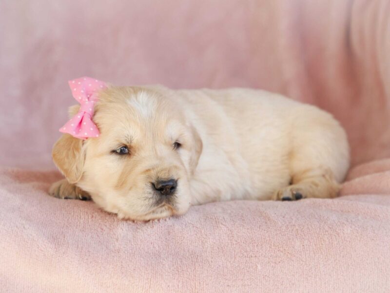 Mada, a cream Golden Retriever puppy in Kentucky.