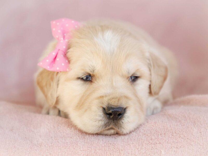 Mada, a cream Golden Retriever puppy in Kentucky.