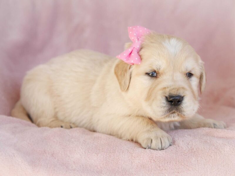 Mada, a cream Golden Retriever puppy in Kentucky.