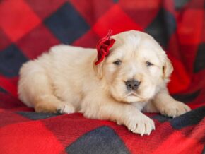 Merley at Golden Run Puppies