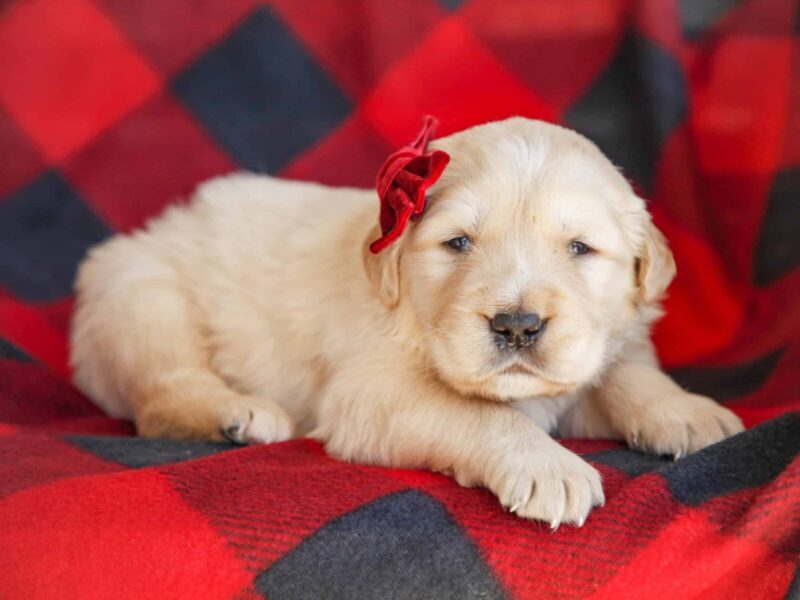 Merley, a cream Golden Retriever puppy in Kentucky.