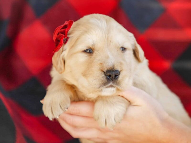 Merley, a cream Golden Retriever puppy in Kentucky.