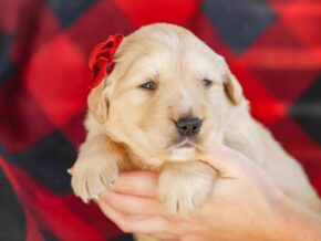 Photo of Merley