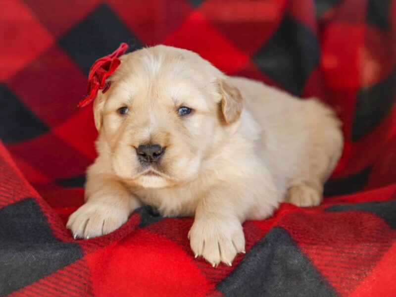 Merley, a cream Golden Retriever puppy in Kentucky.