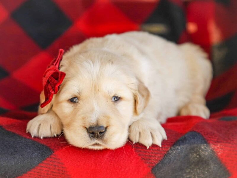 Merley, a cream Golden Retriever puppy in Kentucky.