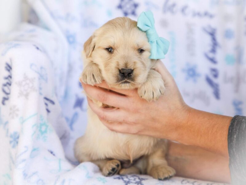 Mick, a cream Golden Retriever puppy in Kentucky.