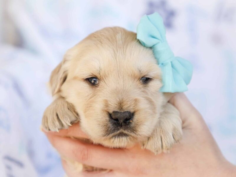 Mick, a cream Golden Retriever puppy in Kentucky.
