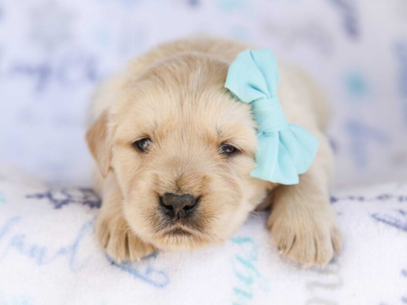 Mick, a cream Golden Retriever puppy in Kentucky.