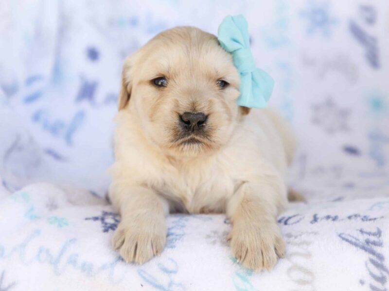 Mick, a cream Golden Retriever puppy in Kentucky.