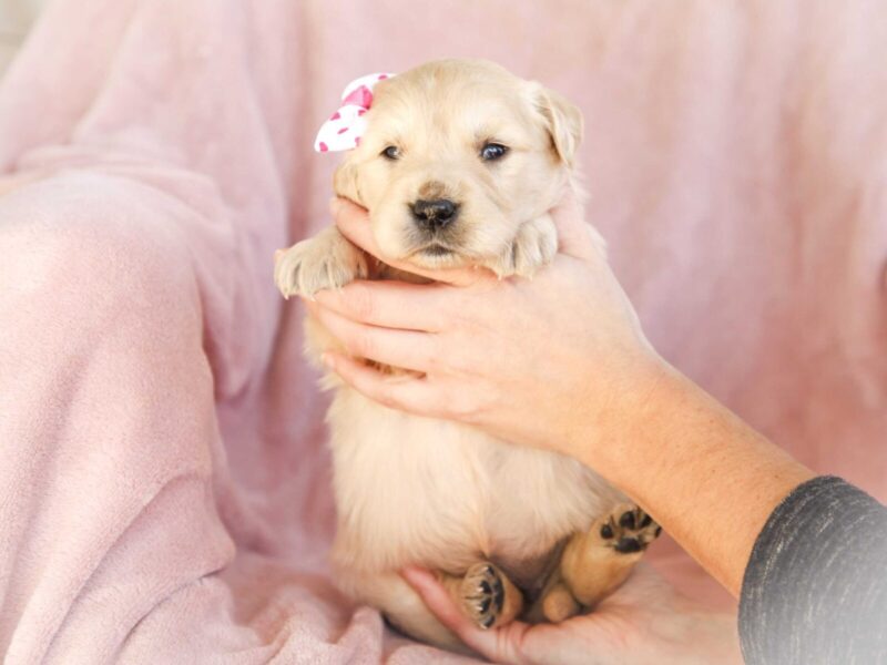 Mila, a cream Golden Retriever puppy in Kentucky.