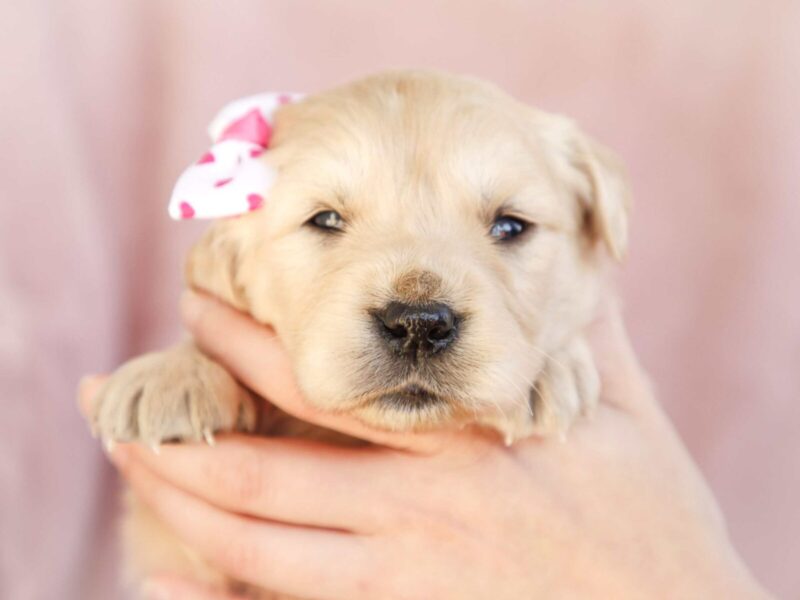 Mila, a cream Golden Retriever puppy in Kentucky.