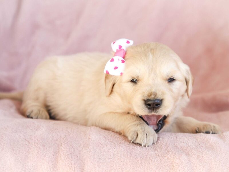 Mila, a cream Golden Retriever puppy in Kentucky.