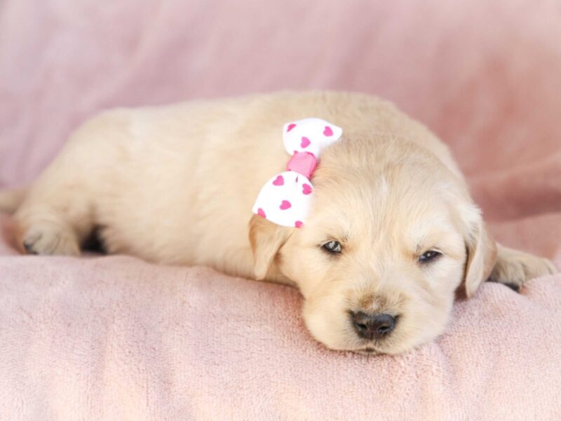 Mila, a cream Golden Retriever puppy in Kentucky.