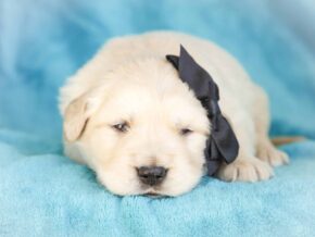 Milson at Golden Run Puppies