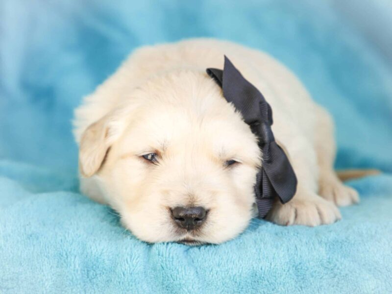 Milson, a cream Golden Retriever puppy in Kentucky.