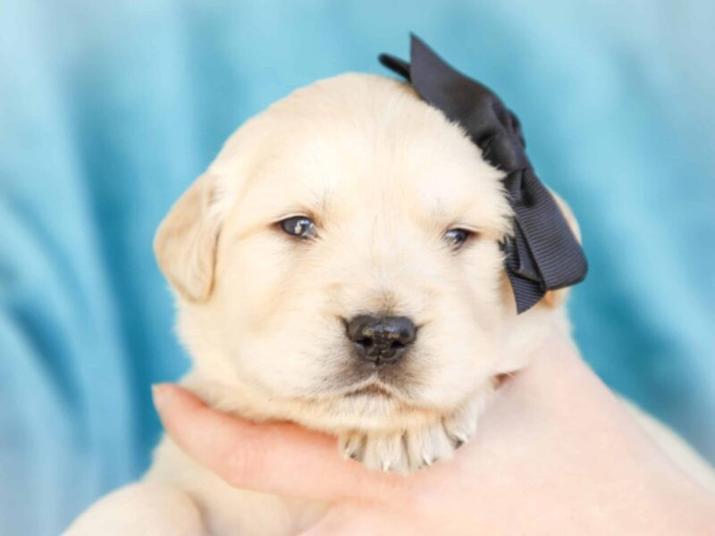 Milson, a cream Golden Retriever puppy in Kentucky.