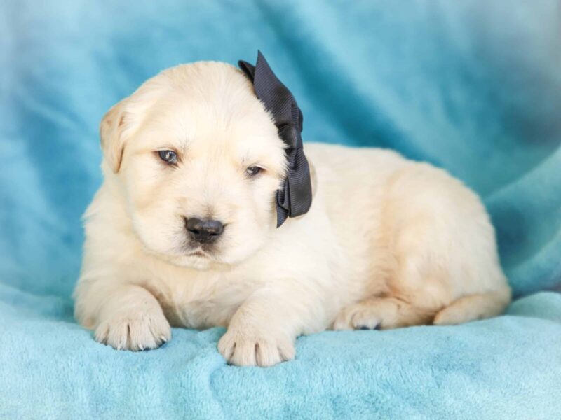 Milson, a cream Golden Retriever puppy in Kentucky.