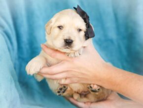 Milson at Golden Run Puppies
