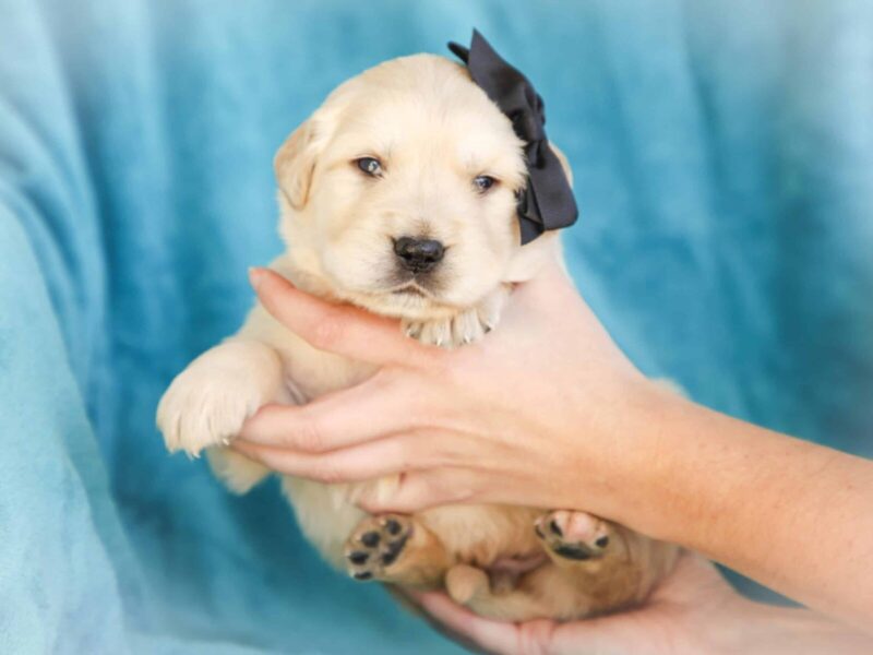 Milson, a cream Golden Retriever puppy in Kentucky.
