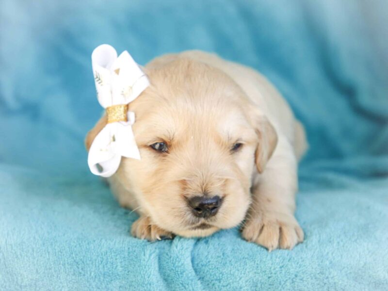 Molan, a cream Golden Retriever puppy in Kentucky.
