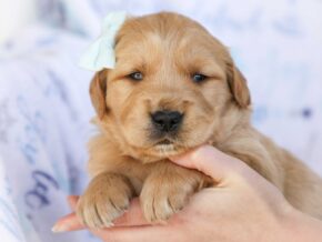 Myron at Golden Run Puppies