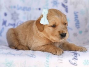 Myron at Golden Run Puppies