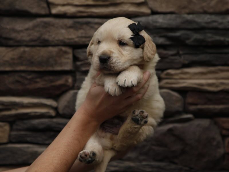 The Prince-Sally Golden Retriever litter — Golden Retriever puppies in Kentucky.