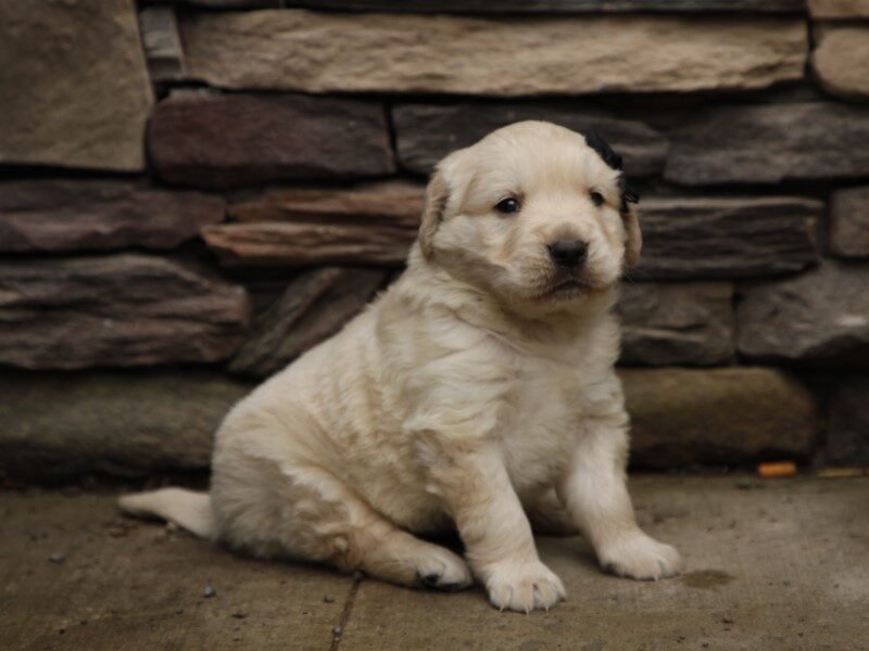 Male Pup image