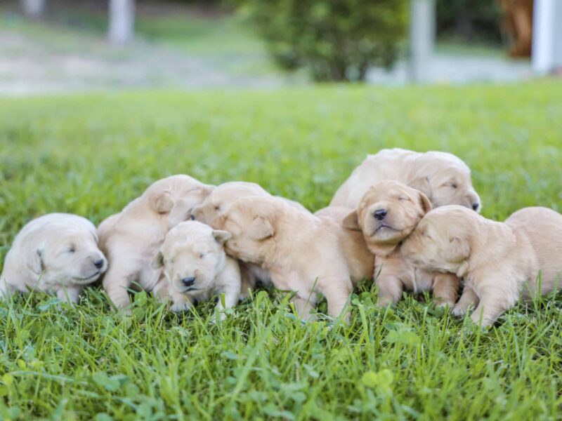 Chevy-Molly Golden Retriever image