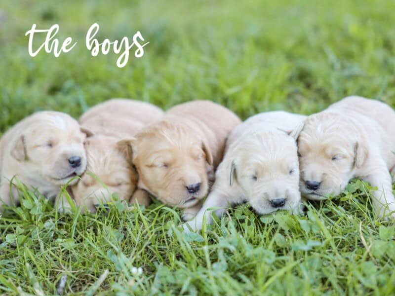 Chevy-Molly Golden Retriever image