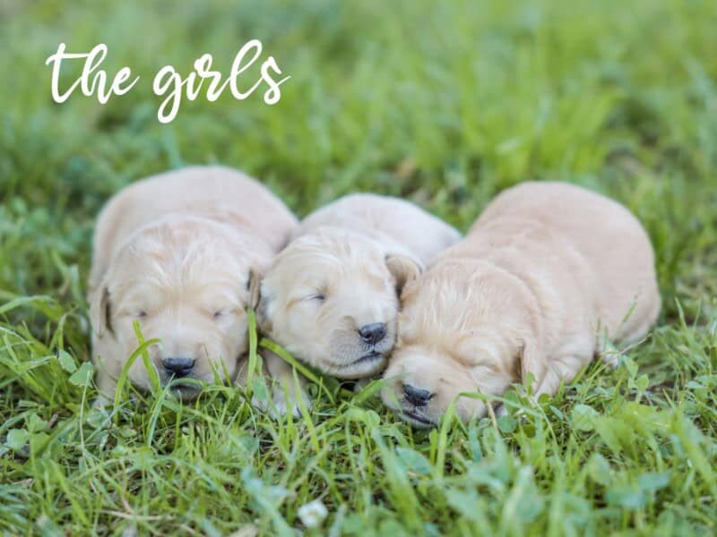 Chevy-Molly Golden Retriever image