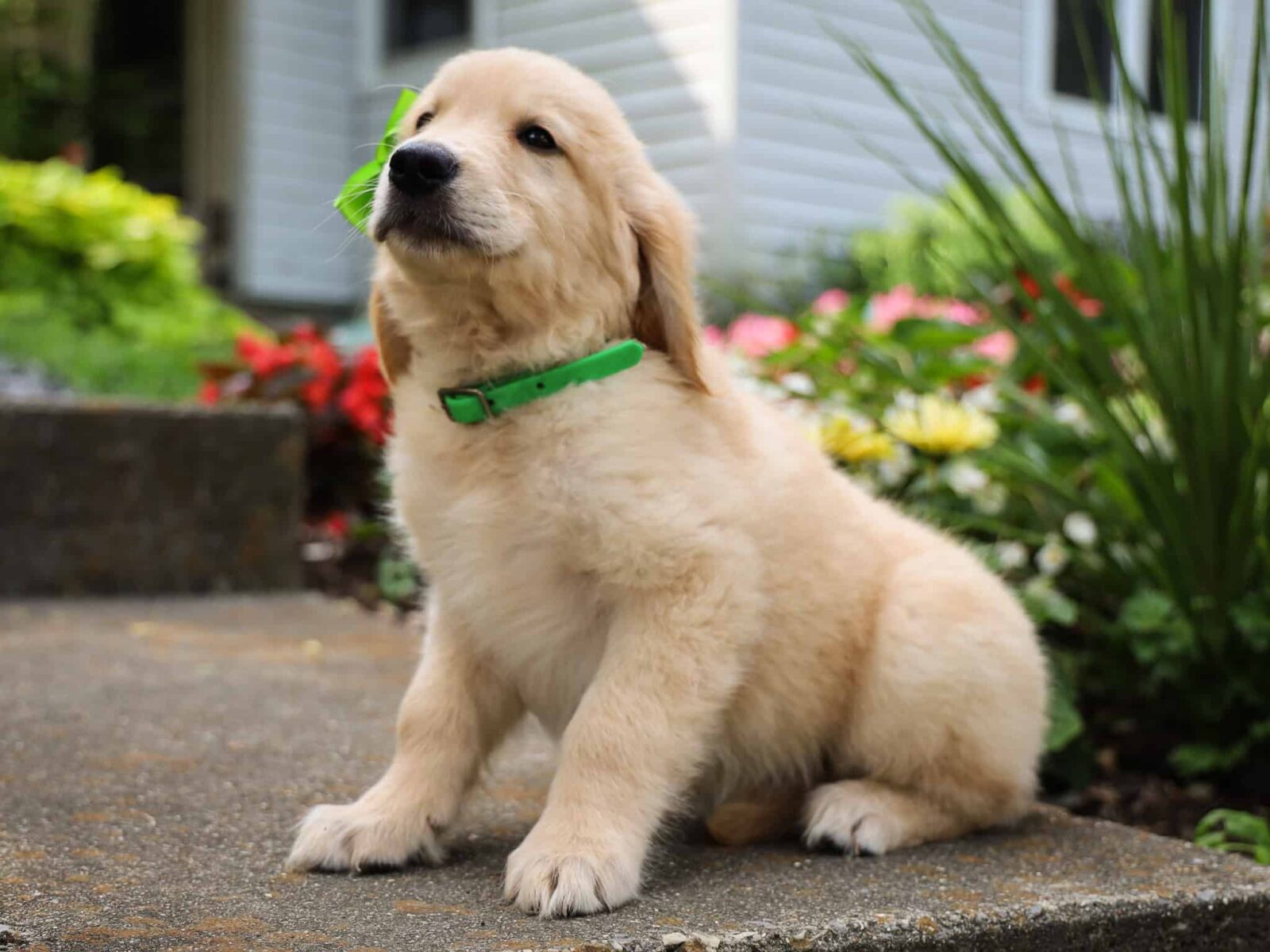 Golden Gold Ran Marsh - Light Golden Male Puppy | Golden Run Puppies