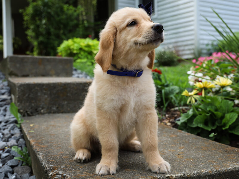 Merle is a Light Golden Male Golden Retriever puppy for sale in Kentucky