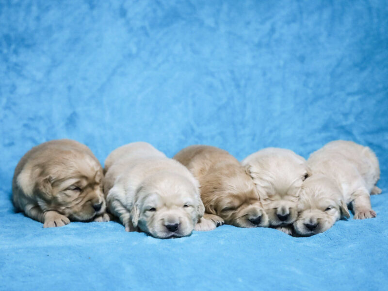 Chevy-Molly Golden Retriever image