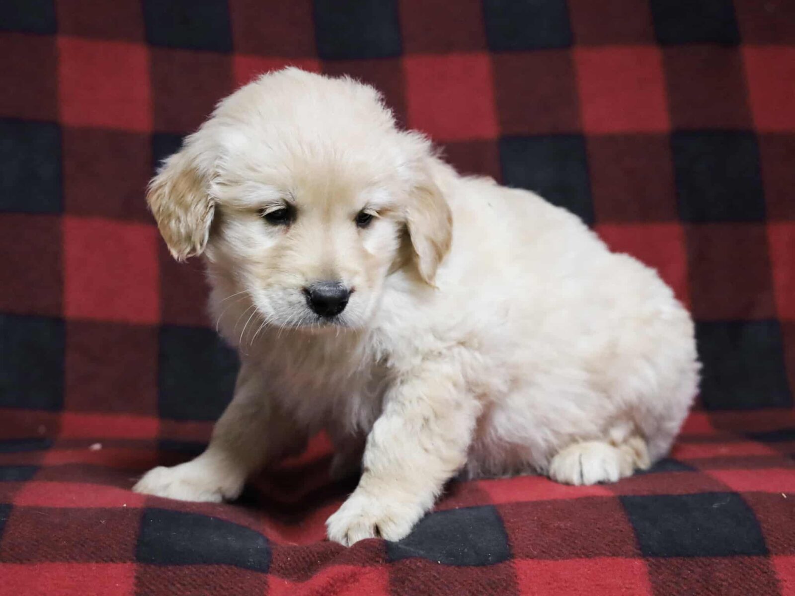 Golden Gold Ran Macon - Light Golden Male Puppy | Golden Run Puppies