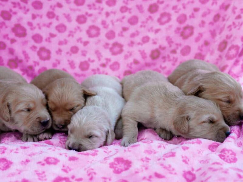 Chevy-Molly Golden Retriever image