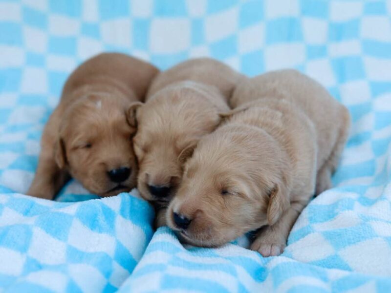 Chevy-Molly Golden Retriever image