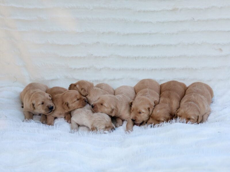 Chevy-Molly Golden Retriever image